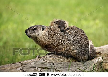 Stock Photo - Groundhog, Woodchuck (Marmota monax), mother with young, social behavior, Minnesota, USA, North America. Fotosearch