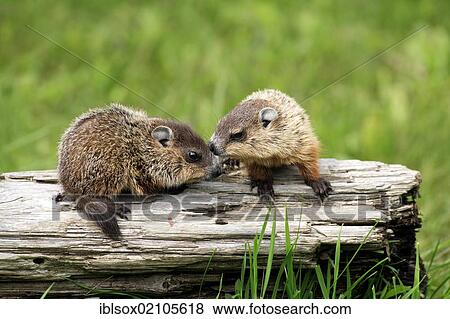 Stock Photo - Groundhogs or Woodchucks (Marmota monax), two juveniles, siblings, social behavior, Minnesota, USA, North America. Fotosearch