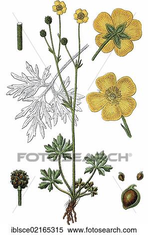 Grove Buttercup (Ranunculus polyanthemoides), medicinal plant, useful plant, chromolithograph, circa 1790 View Large Photo Image Stock Photography - Grove Buttercup (Ranunculus polyanthemoides), medicinal plant, useful plant, chromolithograph, circa 1790. Fotosearch