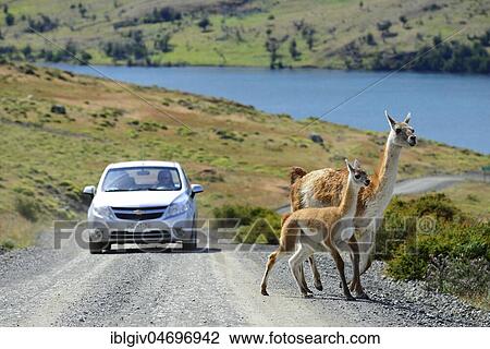 Guanacos (Lama guanicoe), mother animal and young animal cross the road in front of a car, Torres del Paine National Park, Patagonia, Chile, South America View Large Photo Image Stock Image - Guanacos (Lama guanicoe), mother animal and young animal cross the road in front of a car, Torres del Paine National Park, Patagonia, Chile, South America. Fotosearch