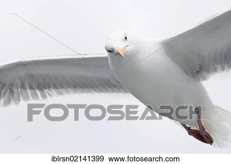 Gull (Larus marinus) in flight, Raftsund, Lofoten, Norway, Europe View Large Photo Image Stock Photo - Gull (Larus marinus) in flight, Raftsund, Lofoten, Norway, Europe. Fotosearch