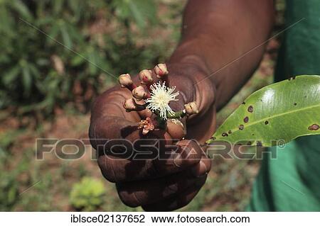 Hand holding a flower of the Clove (Syzygium aromaticum), Zanzibar, Tanzania, Africa View Large Photo Image Stock Image - Hand holding a flower of the Clove (Syzygium aromaticum), Zanzibar, Tanzania, Africa. Fotosearch