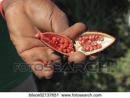 Stock Image - Hand holding fruit and seeds from an Annatto Shrub (Bixa orellana), spices, Zanzibar, Tanzania, Africa. Fotosearch