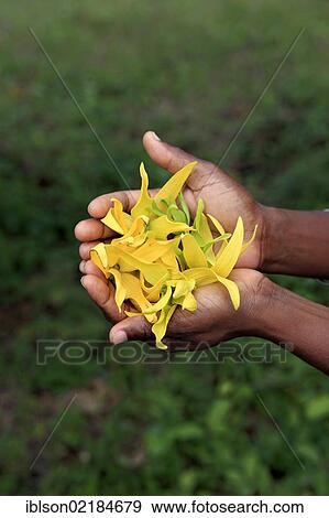 Hands holding flowers of Ylang-ylang (Cananga odorata), Nosy Be, Madagascar, Africa View Large Photo Image Stock Photo - Hands holding flowers of Ylang-ylang (Cananga odorata), Nosy Be, Madagascar, Africa. Fotosearch