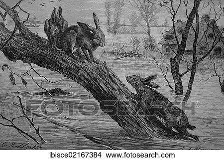 Hares seeking refuge on a tree trunk during a flood, historical engraving, 1880 View Large Photo Image Picture - Hares seeking refuge on a tree trunk during a flood, historical engraving, 1880. Fotosearch