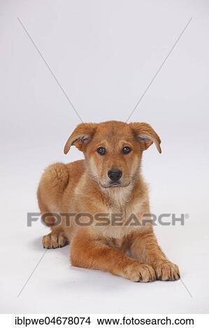 Harz fox, puppy, 3 months, lying View Large Photo Image Picture - Harz fox, puppy, 3 months, lying. Fotosearch