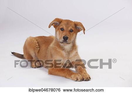Stock Photograph - Harz fox, puppy, 3 months, lying. Fotosearch