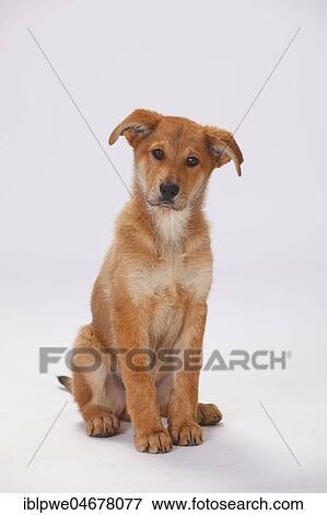 Harz fox, puppy, 3 months, sitting View Large Photo Image Stock Photo - Harz fox, puppy, 3 months, sitting. Fotosearch