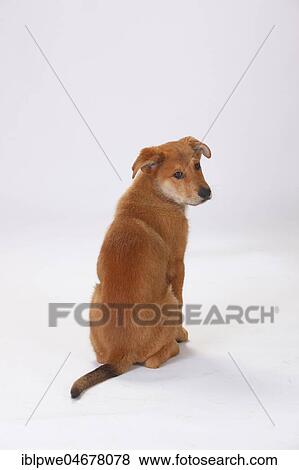 Stock Photo - Harz fox, puppy, 3 months, sitting, rear view. Fotosearch
