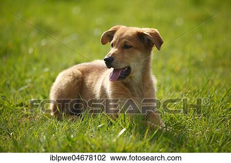 Harzer Fuchs, puppy, 3 months, lying in the grass View Large Photo Image Stock Image - Harzer Fuchs, puppy, 3 months, lying in the grass. Fotosearch