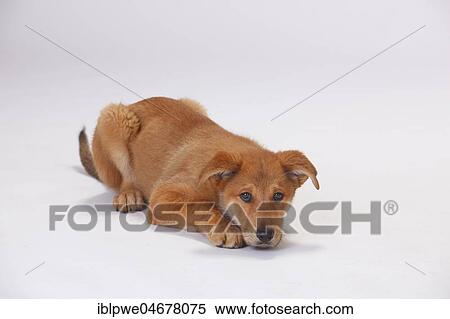 Harzer Fuchs, puppy, 3 months, lying in ambush View Large Photo Image Stock Photography - Harzer Fuchs, puppy, 3 months, lying in ambush. Fotosearch