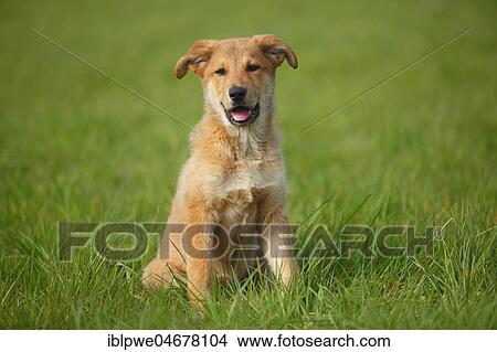 Harzer Fuchs, puppy, 3 months, sitting in the grass View Large Photo Image Picture - Harzer Fuchs, puppy, 3 months, sitting in the grass. Fotosearch