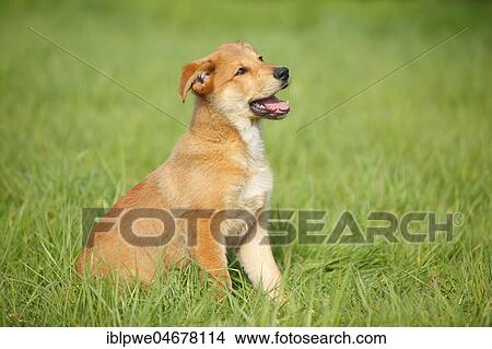 Harzer Fuchs, puppy, 3 months, sitting in the grass View Large Photo Image Picture - Harzer Fuchs, puppy, 3 months, sitting in the grass. Fotosearch