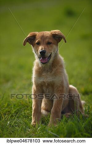 Harzer Fuchs, puppy, 3 months, sitting in the grass View Large Photo Image Stock Image - Harzer Fuchs, puppy, 3 months, sitting in the grass. Fotosearch