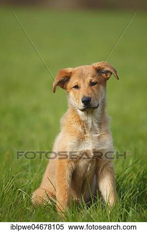 Harzer Fuchs, puppy, 3 months, sitting in the grass View Large Photo Image Stock Photography - Harzer Fuchs, puppy, 3 months, sitting in the grass. Fotosearch