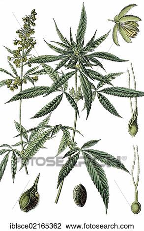 Hemp or Cannabis (Cannabis sativa), medicinal and useful plant, chromolithograph, circa 1790 View Large Photo Image Stock Image - Hemp or Cannabis (Cannabis sativa), medicinal and useful plant, chromolithograph, circa 1790. Fotosearch