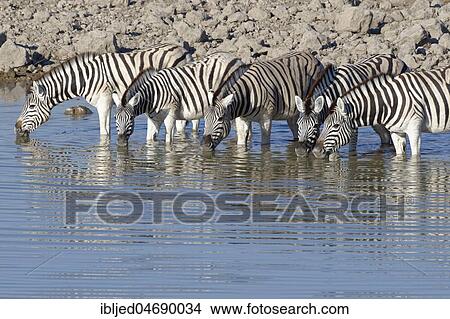Picture - Herd of Burchell's zebras (Equus quagga burchellii), standing in water, drinking, Okaukuejo waterhole, Etosha National Park, Namibia, Africa. Fotosearch