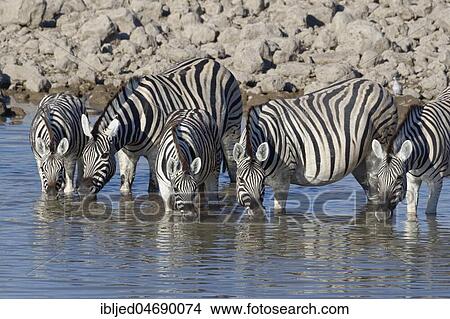 Herd of Burchell's zebras (Equus quagga burchellii), adults with two young animals standing in water, drinking, Okaukuejo waterhole, Etosha National Park, Namibia, Africa View Large Photo Image Picture - Herd of Burchell's zebras (Equus quagga burchellii), adults with two young animals standing in water, drinking, Okaukuejo waterhole, Etosha National Park, Namibia, Africa. Fotosearch