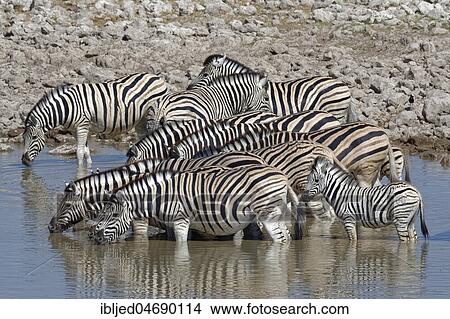 Herd of Burchell's zebras (Equus quagga burchellii) with two zebra foals, standing in water, drinking, Okaukuejo waterhole, Etosha National Park, Namibia, Africa View Large Photo Image Picture - Herd of Burchell's zebras (Equus quagga burchellii) with two zebra foals, standing in water, drinking, Okaukuejo waterhole, Etosha National Park, Namibia, Africa. Fotosearch