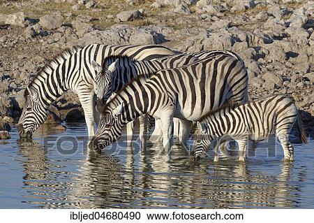 Herd of Burchell's Zebras (Equus quagga burchellii) standing in water, adults and foal drinking, Okaukuejo waterhole, Etosha National Park, Namibia, Africa View Large Photo Image Stock Image - Herd of Burchell's Zebras (Equus quagga burchellii) standing in water, adults and foal drinking, Okaukuejo waterhole, Etosha National Park, Namibia, Africa. Fotosearch