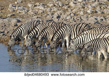 Herd of Burchell's Zebras (Equus quagga burchellii) in water, drinking at the Okaukuejo waterhole, Etosha National Park, Namibia, Africa View Large Photo Image Stock Image - Herd of Burchell's Zebras (Equus quagga burchellii) in water, drinking at the Okaukuejo waterhole, Etosha National Park, Namibia, Africa. Fotosearch