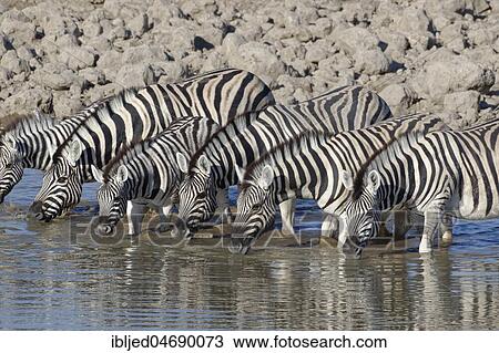 Herd of Burchell's zebras (Equus quagga burchellii), adults with two young animals standing in water, drinking, Okaukuejo waterhole, Etosha National Park, Namibia, Africa View Large Photo Image Stock Image - Herd of Burchell's zebras (Equus quagga burchellii), adults with two young animals standing in water, drinking, Okaukuejo waterhole, Etosha National Park, Namibia, Africa. Fotosearch