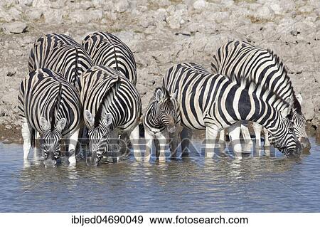 Herd of Burchell's zebras (Equus quagga burchellii), adults with young animal standing in water, drinking, Okaukuejo waterhole, Etosha National Park, Namibia, Africa View Large Photo Image Stock Photo - Herd of Burchell's zebras (Equus quagga burchellii), adults with young animal standing in water, drinking, Okaukuejo waterhole, Etosha National Park, Namibia, Africa. Fotosearch