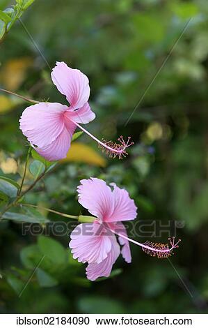 Hibiscus (Hibiscus), flowering, Nosy Be, Madagascar, Africa View Large Photo Image Stock Image - Hibiscus (Hibiscus), flowering, Nosy Be, Madagascar, Africa. Fotosearch