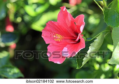 Hibiscus (Hibiscus), flowering, Nosy Be, Madagascar, Africa View Large Photo Image Stock Image - Hibiscus (Hibiscus), flowering, Nosy Be, Madagascar, Africa. Fotosearch