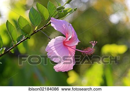 Hibiscus (Hibiscus), flowering, Nosy Be, Madagascar, Africa View Large Photo Image Stock Photograph - Hibiscus (Hibiscus), flowering, Nosy Be, Madagascar, Africa. Fotosearch