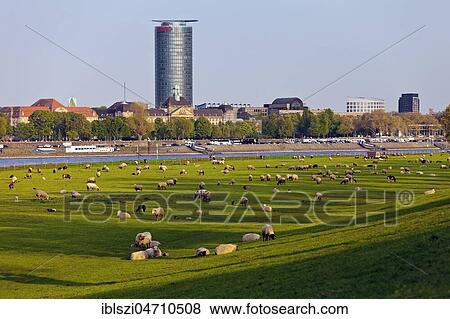 High-rise building of Ergo headquarters with flock of sheep on the Rhine meadows, Düsseldorf, North Rhine-Westphalia, Germany, Europe View Large Photo Image Stock Photo - High-rise building of Ergo headquarters with flock of sheep on the Rhine meadows, Düsseldorf, North Rhine-Westphalia, Germany, Europe. Fotosearch