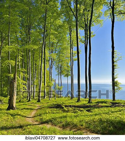 Hiking trail through beech forest on the high bank above the chalk cliffs in spring, fresh greenery, view of the Baltic Sea, Jasmund National Park, UNESCO World Heritage Site, Island of Rügen, Mecklenburg-Western Pomerania, Germany, Europe View Large Photo Image Stock Photo - Hiking trail through beech forest on the high bank above the chalk cliffs in spring, fresh greenery, view of the Baltic Sea, Jasmund National Park, UNESCO World Heritage Site, Island of Rügen, Mecklenburg-Western Pomerania, Germany, Europe. Fotosearch