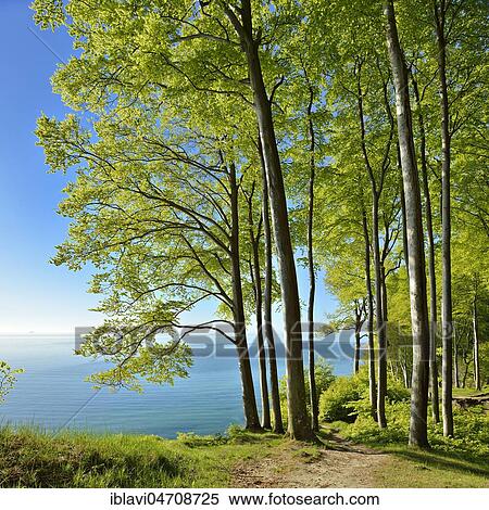 Stock Photography - Hiking trail through beech forest on the high bank above the chalk cliffs in spring, fresh greenery, view of the Baltic Sea, Jasmund National Park, UNESCO World Heritage Site, Island of Rügen, Mecklenburg-Western Pomerania, Germany, Europe. Fotosearch
