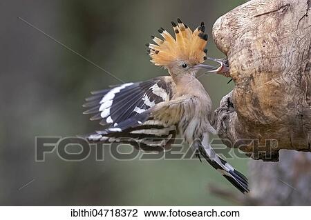 Hoopoe (Upupa epops), adult bird feeds young bird at nesting hole in tree, Middle Elbe Biosphere Reserve, Saxony-Anhalt, Germany, Europe View Large Photo Image Stock Image - Hoopoe (Upupa epops), adult bird feeds young bird at nesting hole in tree, Middle Elbe Biosphere Reserve, Saxony-Anhalt, Germany, Europe. Fotosearch
