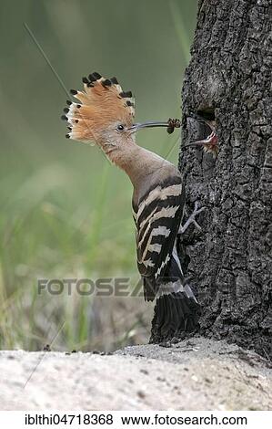 Stock Photo - Hoopoe (Upupa epops), adult bird feeds young bird at nesting hole in tree, Middle Elbe Biosphere Reserve, Saxony-Anhalt, Germany, Europe. Fotosearch