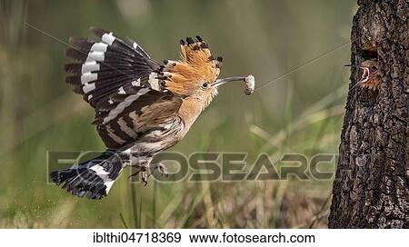 Hoopoe (Upupa epops), adult bird in flight with prey, feeds young bird to nest in the tree, Middle Elbe Biosphere Reserve, Saxony-Anhalt, Germany, Europe View Large Photo Image Stock Photo - Hoopoe (Upupa epops), adult bird in flight with prey, feeds young bird to nest in the tree, Middle Elbe Biosphere Reserve, Saxony-Anhalt, Germany, Europe. Fotosearch