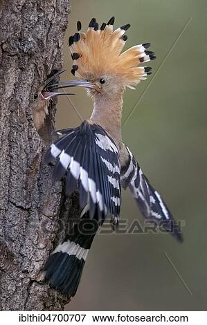 Hoopoe (Upupa epops), feeding of the young bird at the breeding cave, Middle Elbe Biosphere Reserve, Saxony-Anhalt, Germany, Europe View Large Photo Image Stock Photo - Hoopoe (Upupa epops), feeding of the young bird at the breeding cave, Middle Elbe Biosphere Reserve, Saxony-Anhalt, Germany, Europe. Fotosearch