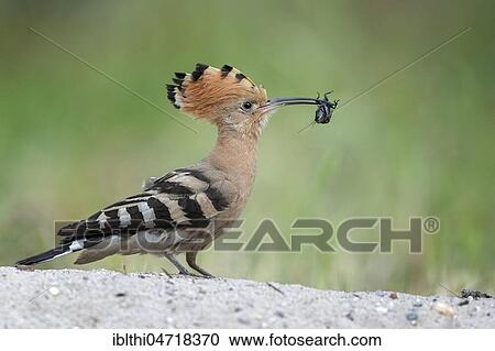 Hoopoe (Upupa epops), female with field cricket as prey, Middle Elbe Biosphere Reserve, Saxony-Anhalt, Germany, Europe View Large Photo Image Stock Image - Hoopoe (Upupa epops), female with field cricket as prey, Middle Elbe Biosphere Reserve, Saxony-Anhalt, Germany, Europe. Fotosearch