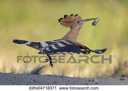 Hoopoe (Upupa epops), female with beetle larva as prey, in flight, Middle Elbe Biosphere Reserve, Saxony-Anhalt, Germany, Europe View Large Photo Image Stock Image - Hoopoe (Upupa epops), female with beetle larva as prey, in flight, Middle Elbe Biosphere Reserve, Saxony-Anhalt, Germany, Europe. Fotosearch