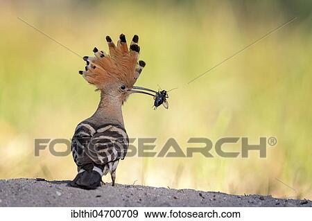 Hoopoe (Upupa epops) foraging, mole cricket as prey, Middle Elbe Biosphere Reserve, Saxony-Anhalt, Germany, Europe View Large Photo Image Stock Photo - Hoopoe (Upupa epops) foraging, mole cricket as prey, Middle Elbe Biosphere Reserve, Saxony-Anhalt, Germany, Europe. Fotosearch