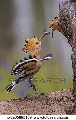 Stock Photo - Hoopoe ( Upupa epops) Old bird with field cricket as food, feeding young birds, Middle Elbe Biosphere Reserve, Saxony-Anhalt, Germany, Europe. Fotosearch