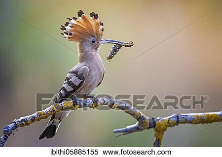 Hoopoe ( Upupa epops) Old bird with caterpillar as food, Middle Elbe Biosphere Reserve, Saxony-Anhalt, Germany, Europe View Large Photo Image Stock Photography - Hoopoe ( Upupa epops) Old bird with caterpillar as food, Middle Elbe Biosphere Reserve, Saxony-Anhalt, Germany, Europe. Fotosearch