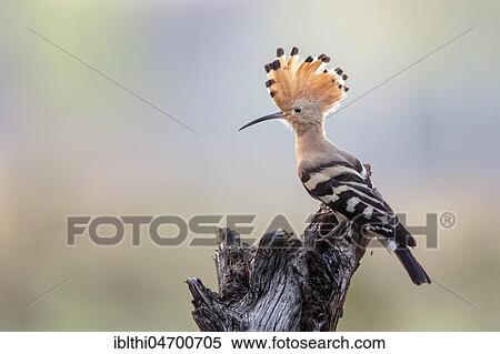 Hoopoe (Upupa epops) sits on wood, Middle Elbe Biosphere Reserve, Saxony-Anhalt, Germany, Europe View Large Photo Image Stock Photography - Hoopoe (Upupa epops) sits on wood, Middle Elbe Biosphere Reserve, Saxony-Anhalt, Germany, Europe. Fotosearch