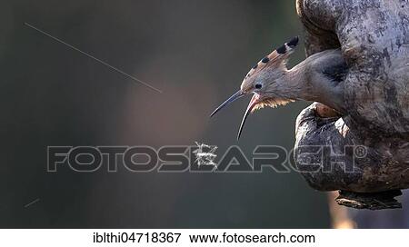 Hoopoe (Upupa epops), snaps a feather at brood cave, Middle Elbe Biosphere Reserve, Saxony-Anhalt, Germany, Europe View Large Photo Image Stock Photo - Hoopoe (Upupa epops), snaps a feather at brood cave, Middle Elbe Biosphere Reserve, Saxony-Anhalt, Germany, Europe. Fotosearch