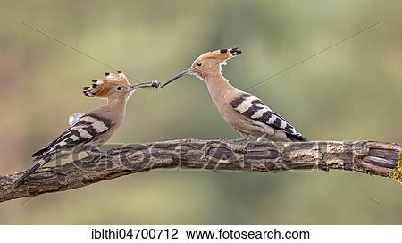 Stock Image - Hoopoes (Upupa epops) couple during courtship feeding on a branch, Middle Elbe Biosphere Reserve, Saxony-Anhalt, Germany, Europe. Fotosearch
