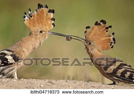 Hoopoes (Upupa epops), male hands a bridal gift to the female, Middle Elbe Biosphere Reserve, Saxony-Anhalt, Germany, Europe View Large Photo Image Stock Image - Hoopoes (Upupa epops), male hands a bridal gift to the female, Middle Elbe Biosphere Reserve, Saxony-Anhalt, Germany, Europe. Fotosearch