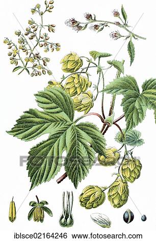 Hops (Humulus lupulus), medicinal plant, useful plant, chromolithography, circa 1870 View Large Photo Image Stock Photograph - Hops (Humulus lupulus), medicinal plant, useful plant, chromolithography, circa 1870. Fotosearch