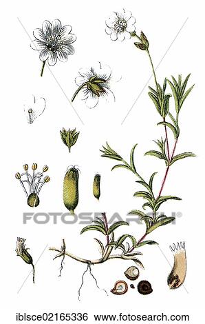 Horn Chickweed (Minuartia arvensis), medicinal plant, useful plant, chromolithograph, circa 1790 View Large Photo Image Stock Photograph - Horn Chickweed (Minuartia arvensis), medicinal plant, useful plant, chromolithograph, circa 1790. Fotosearch