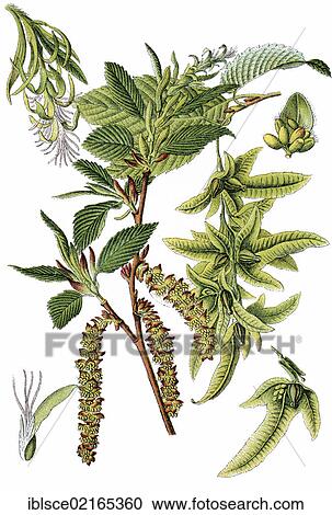Hornbeam (Carpinus betulus), medicinal plant, useful plant, chromolithograph, circa 1790 View Large Photo Image Stock Image - Hornbeam (Carpinus betulus), medicinal plant, useful plant, chromolithograph, circa 1790. Fotosearch