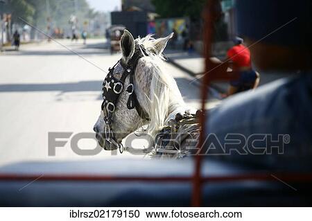 Stock Image - Horse-drawn carriage in Bayamo, Cuba, Greater Antilles, Caribbean, North America. Fotosearch